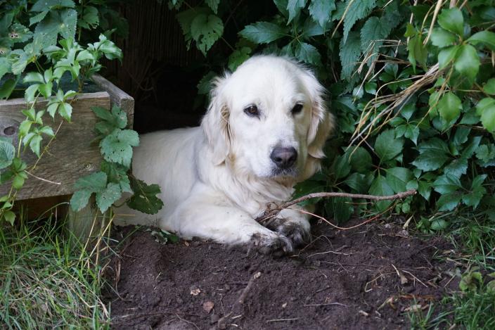 Dies ist mein schönstes Loch, daß ich im Garten gebuddelt hab.  Hier such ich Ruhe Entspannung und Kühlung!